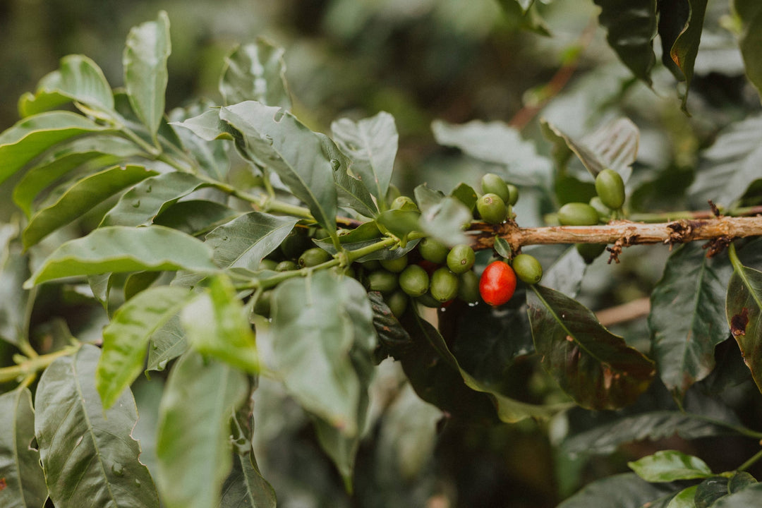 La historia del café: de Etiopía a las montañas de Colombia