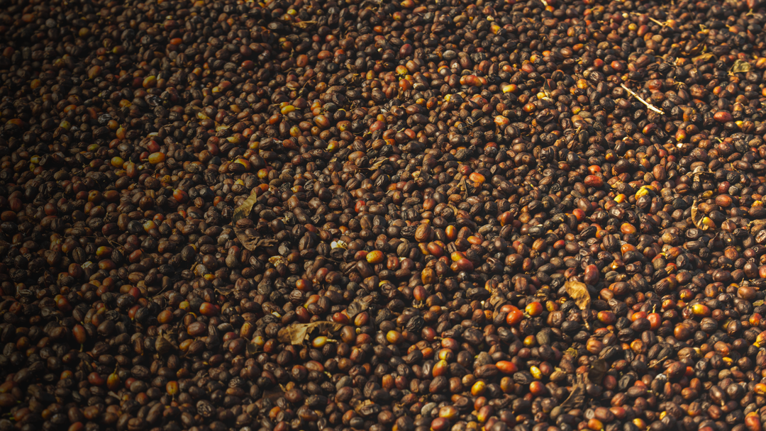 Proceso natural del café: qué es y cómo se hace