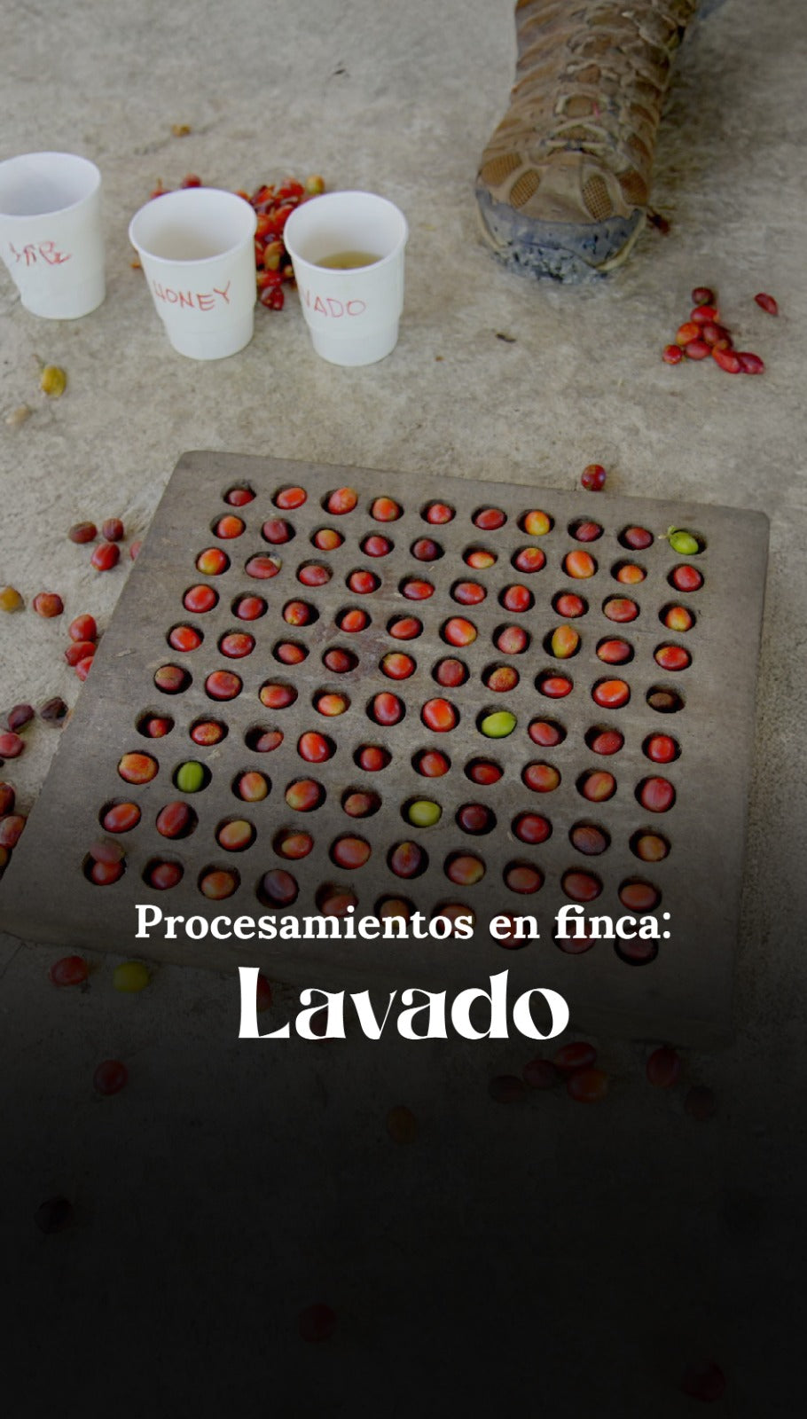Procesamiento en finca: Lavado