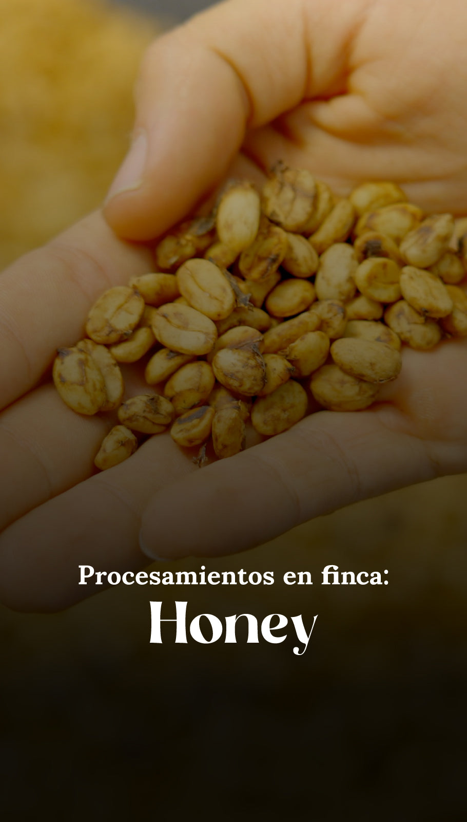 Procesamiento en finca: Honey