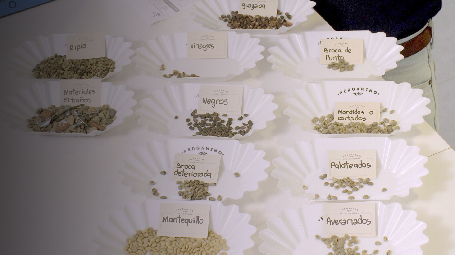Defectos del café verde: qué diferencia a la pasilla, el excelso y el café especial