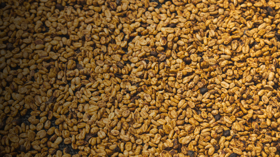 Proceso honey del café: qué es y cómo se hace