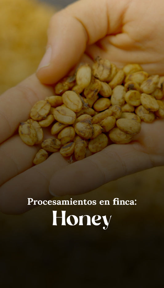 Procesamiento en finca: Honey