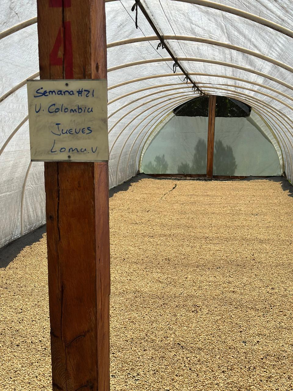 Proceso lavado del café: así procesamos el café en Finca Lomaverde