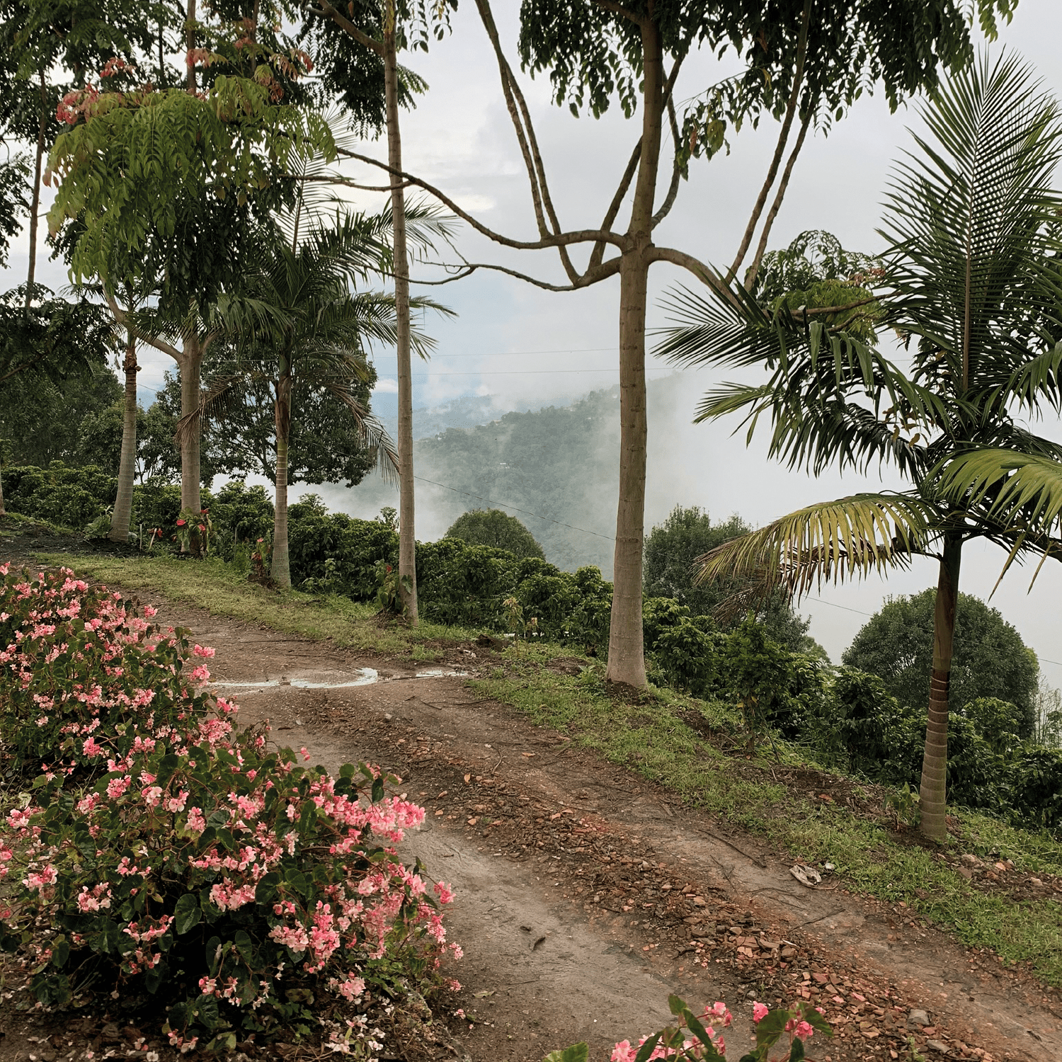 Finca Lomaverde (360g) - PERGAMINO Colombia